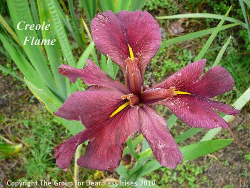 Creole Flame 